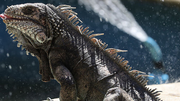 Синоптиците предупредиха наскоро жителите на Южна Флорида, САЩ за предстоящ