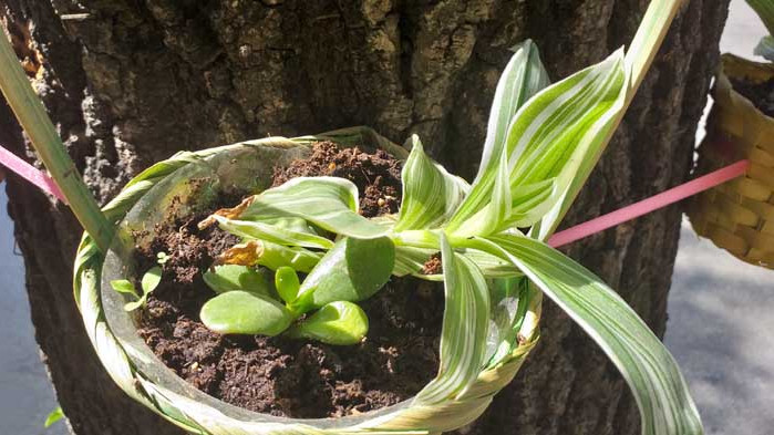 Търговци облагородиха част от улица „д-р Пискюлиев“ във Варна