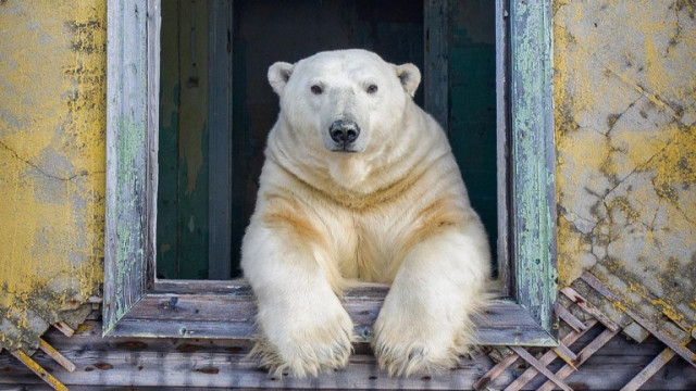 Когато полярни мечки се настанят в изоставени сгради