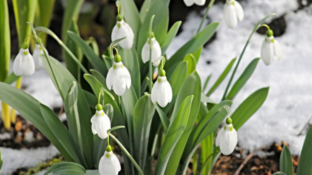 Кокичето днес се включва в много препарати за лечение Помага