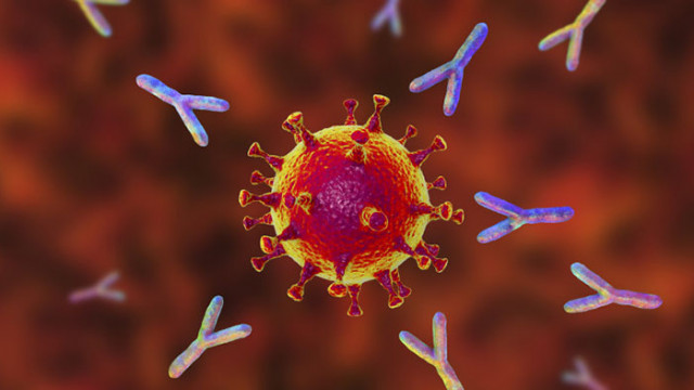 Хората преболедували коронавируса може да имат антитела до двадесет месеца  Това