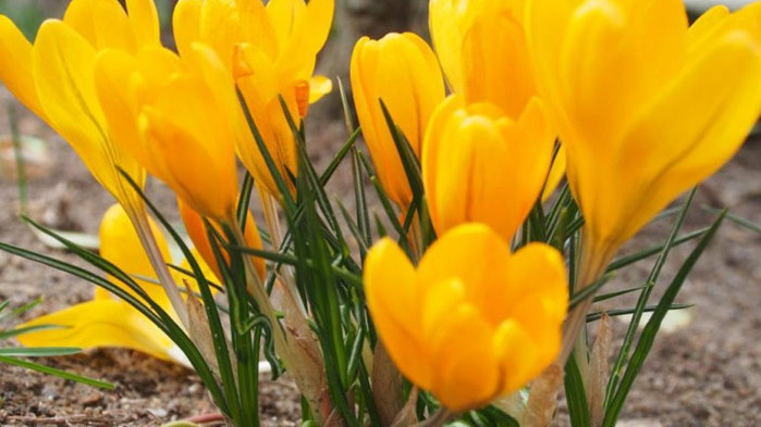 Днес над страната ще е слънчево. В сутрешните часове, в