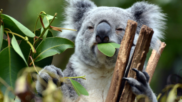 Австралия регистрира коалите като застрашен от изчезване вид по източното