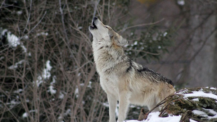 Вълк избяга от хасковския зоопарк, бил миролюбив