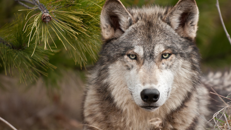 Заловиха избягалия вълк от хасковския зоопарк при среднощна акция, съобщи