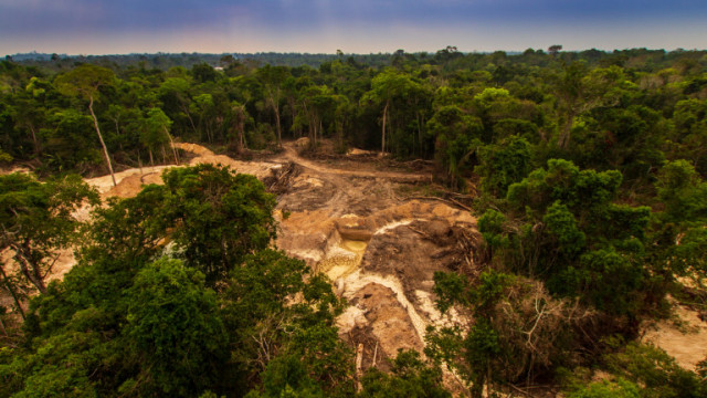 Броят на изсечените дървета в Амазонската джунгла в Бразилия през