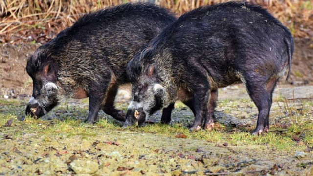 Африканската чума по диви прасета циркулира в Пернишка област За