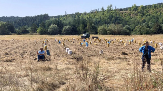 Картофопроизводителите в България са готови на стачни действия заради целенасочено