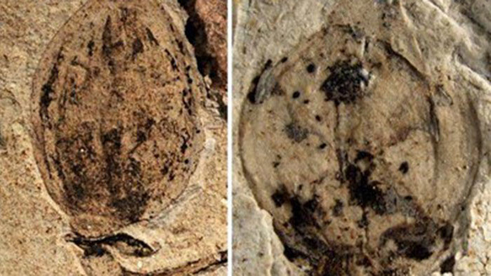 Китайски учени откриха най-старата в света вкаменелост на цветна пъпка