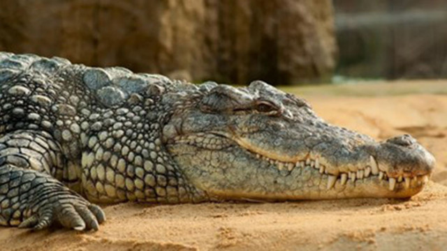 Останките от огромен древен крокодил и добре запазеното му последно