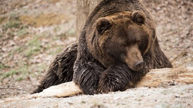 3 големи мечки опустошават калифорнийски домове