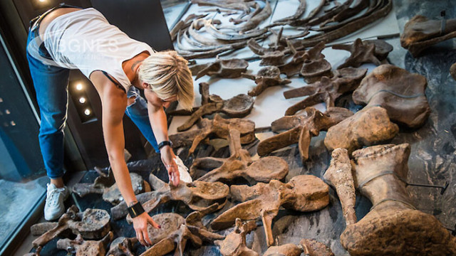 Най-големият скелет на летящ динозавър, откриван някога