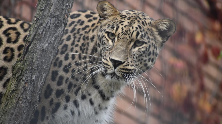 Столичният зоопарк се сдоби с двойка персийски леопарди Надир и Зара, похвали се паркът