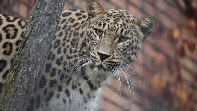 Столичният зоопарк се сдоби с двойка персийски леопарди Надир и Зара  похвали се паркът