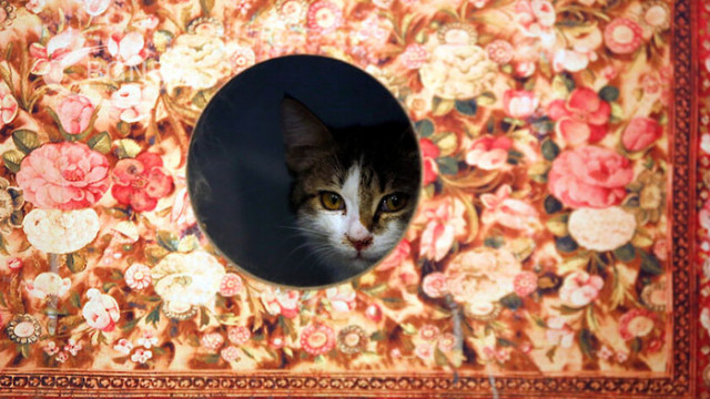 Еволюционна теория или особености в характера на мъркащите котешки приятели