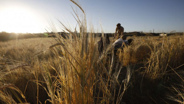 Цената на пшеницата гони 1600 лв при 350 лв преди