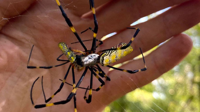 Огромните и плашещи паяци Joro превземат все по големи площи от
