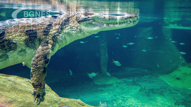 Соленоводен крокодил в австралийския щат Куинсланд скочи от водата и
