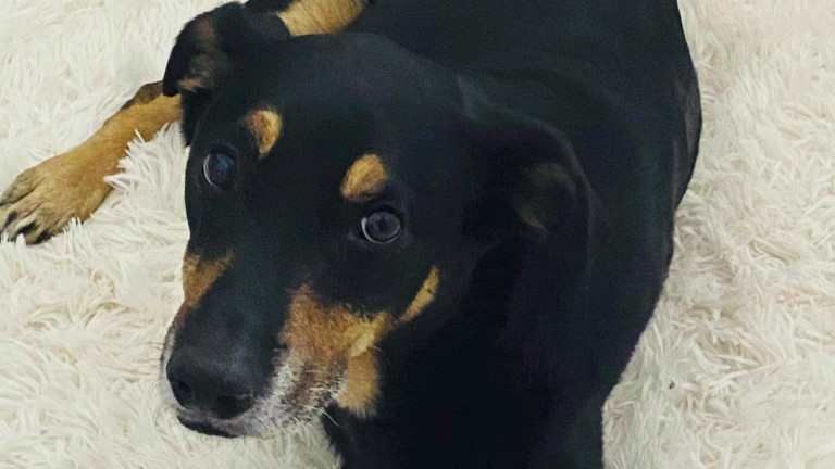 Кучето Беър, отнесено от ураганен вятър, но успяло все пак да открие стопанина си