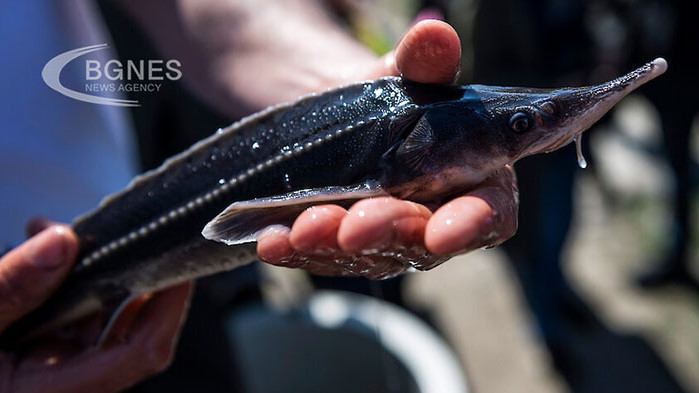 Рибар улови триметрова есетра с тегло 272 килограма близо до