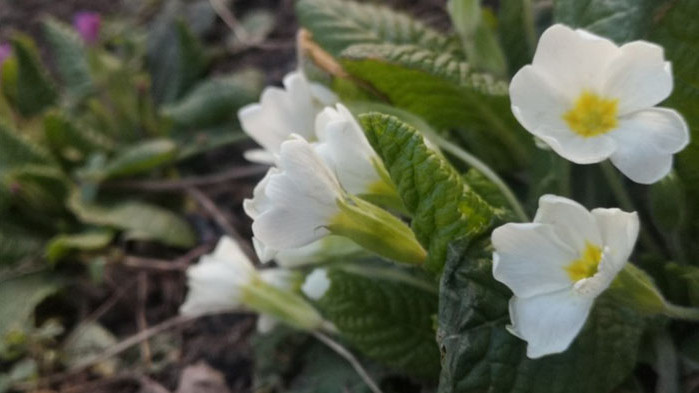 Днес ще бъде предимно слънчево. Минималните температури ще бъдат предимно