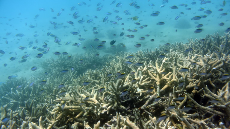 Властите в Австралия потвърдиха, че Големият бариерен риф е опустошен