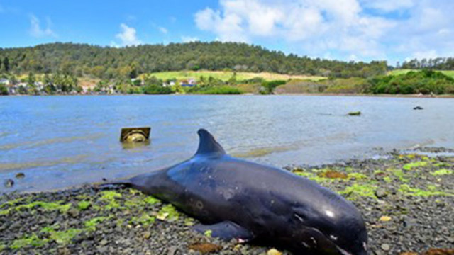 Над 20 мъртви делфина са били изхвърлени от морето на