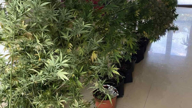 Бум на задържаната марихуана от миналата година насам отчита Агенция Митници