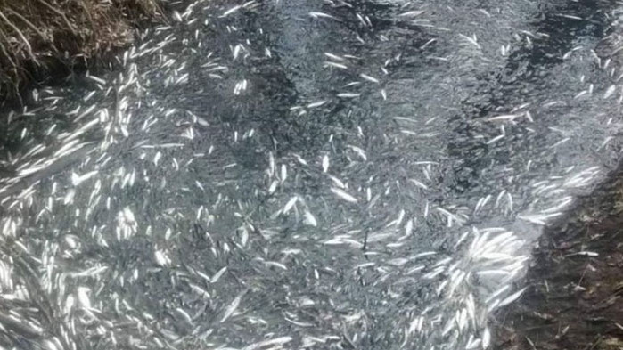 20 тона мъртва риба е извадена досега от язовир “Засмяно