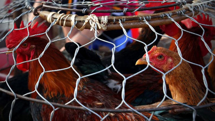 Птичи грип: БАБХ унищожава 177 000 кокошки в птицеферма в Асеновград