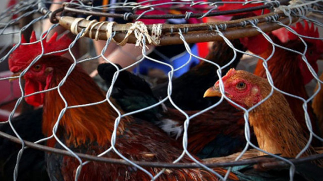 Заради огнище на птичи грип Българската агенцията по безопасност на