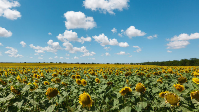 Русия спира износа на слънчогледово семе и рапица  Това обяви