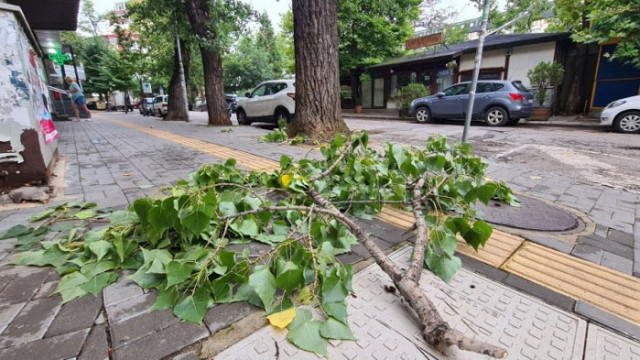 Бурният вятър изпочупи дървета и вдигна покриви в София