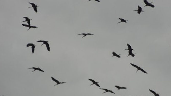 Международният ден на птиците се празнува по целия свят от