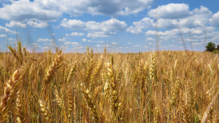 От пшеницата се прави хляба, една от основните храни на