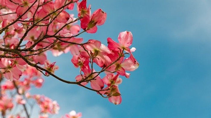 Днес над страната ще бъде слънчево. В сутрешните часове на