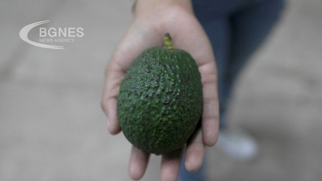 Едно авокадо седмично намалява риска от сърдечно-съдови заболявания