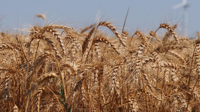 цената на пшеницата днес