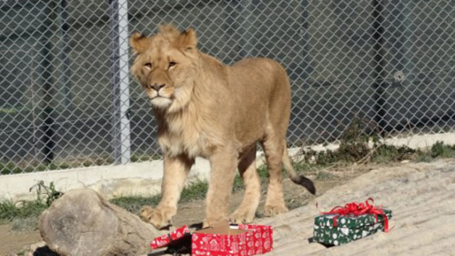 Зоопарк Варна: Сектор "Хищници" няма да бъде достъпен за посетители тази събота