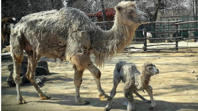 Момиченце двъгърбо камилче е новото попълнение в Зоопарка във Варна