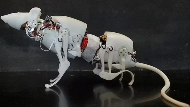 Плъх-робот ще помага в търсене на оцелели при бедствия