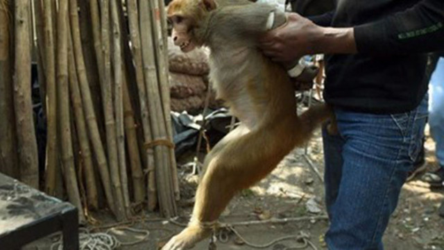 Маймуна отвлича тригодишно момиче в Китай, едва го спасяват