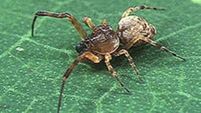 Мъжки паяци се катапултират след чифтосване