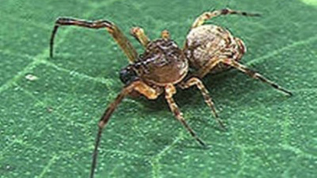 При някои видове паяци мъжките екземпляри имат наистина основателна причина