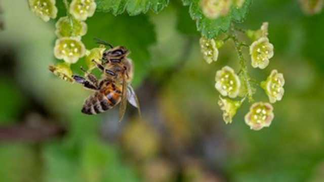 Интелектът на пчелите се оказва по голям отколкото се е смятало