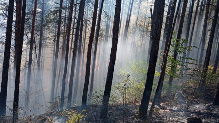 Пожар гори в полите на Пирин планина край Добринище, горят