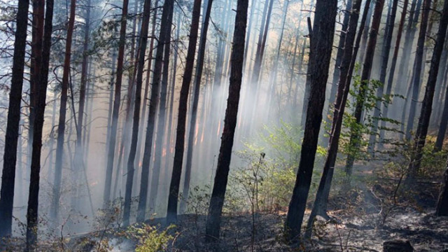 Пожар гори в полите на Пирин планина край Добринище горят