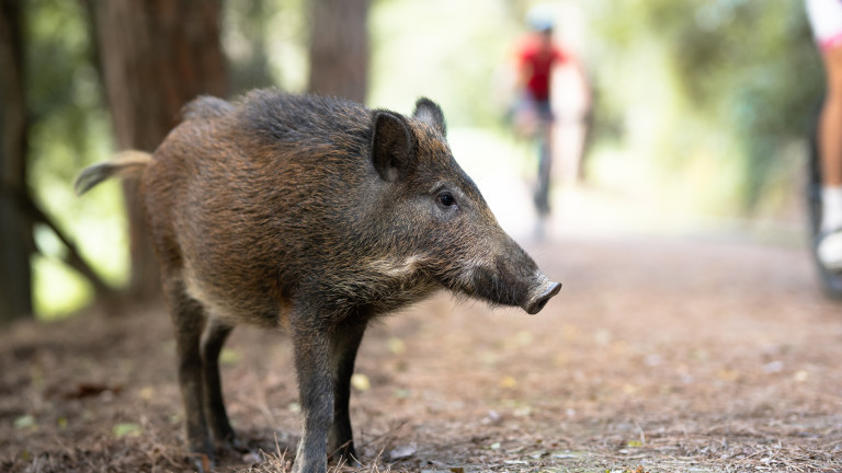 В Рим диви прасета тормозят все по-често жителите на някои квартали (ВИДЕО)
