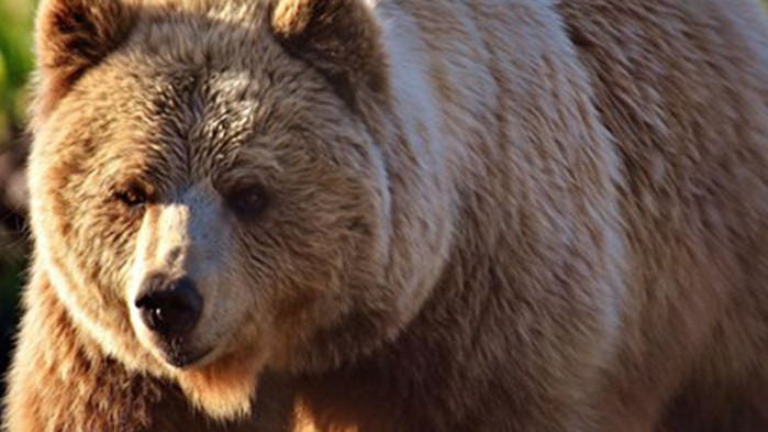 Връщат в естествената им среда в България три мечки, отраснали в Гърция