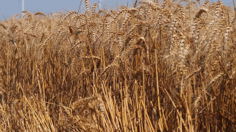 Цената на пшеницата на международните пазари скочи, след като Индия